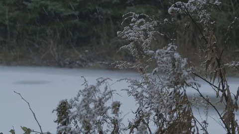 Snow falling on plants in front of frozen pond Stock Footage 77280980