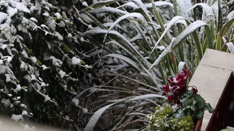 Snow falling on the plants on a terrace Stock Footage 147457684