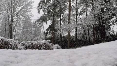Snow falling quickly deep in the pacific northwest woodland Stock Footage 122835588