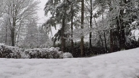 Snow falling quickly deep in the pacific northwest woodland Stock Footage 122835589