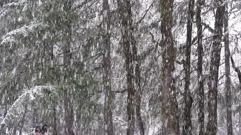 Snow falling quietly in woods Stock Footage 79330383