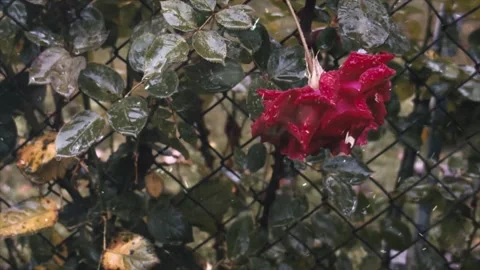 Snow Falling on Red Rose in Winter Landscape Stock Footage 330281330