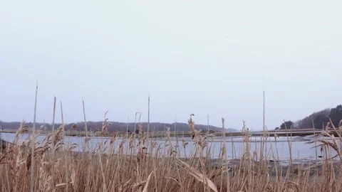 Snow falling in the reeds in front of a river. Stock Footage 146895021