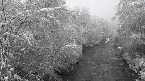 Snow falling on riverside trees Stock Footage 10586806