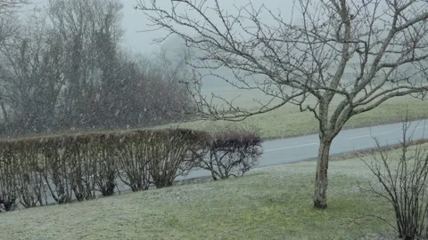 Snow falling on road, grass, and tree Video stock 147288608