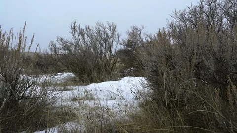 Snow falling on sage and a patch of snow on spring prairie Stock Footage 121093110