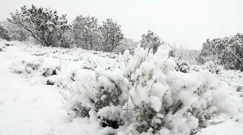 Snow Falling on Sagebrush and Cedar Trees Stock Footage 3621753