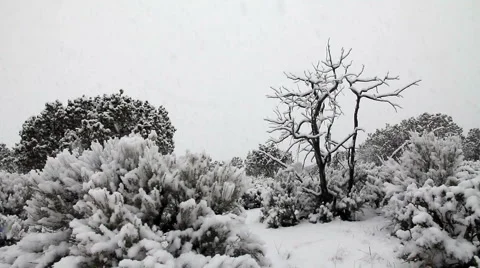 Snow Falling on Sagebrush and Dead Tree Stock Footage 3629329