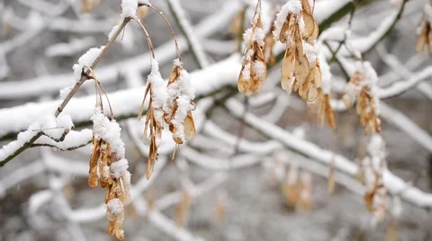 Snow falling on samara fruit seeds of leafless box elder tree Stock Footage 50250995