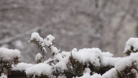 Snow falling. Selective focus on snow covered branch. 4558 Stock Footage 147023428