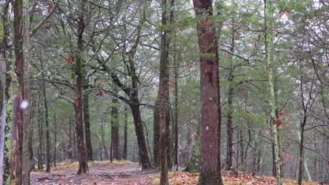 Snow Falling in Silent Woods Video stock 295285084
