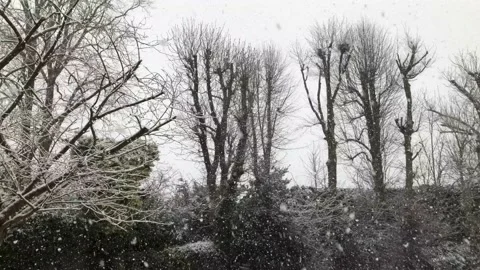 Snow falling in sky with trees and garden in background Video stock 147123909