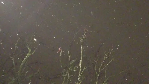 Snow falling slow-mo Stock Footage 167681488