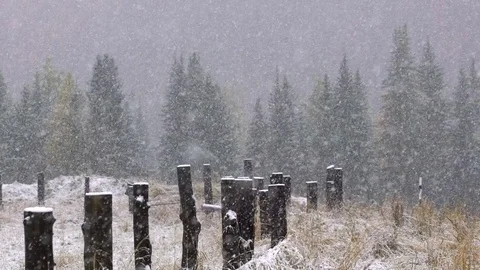 Snow Falling In Slow Motion Against The Forest Background Vídeo Stock 81264530