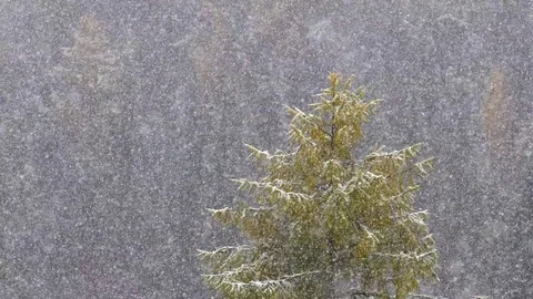 Snow Falling In Slow Motion Against A Forest Background Stock Footage 81316612