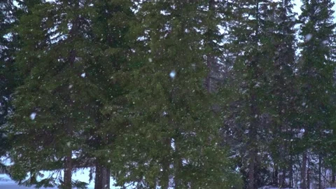 Snow falling in slow motion against evergreen trees Stock Footage 231423443