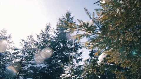 Snow Falling in Slow Motion, Evergreen Winter Forest Scene Stock Footage 87086874