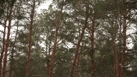 Snow falling in slow motion, flakes swirling and drifting against a backdrop of Stock Footage 83442807