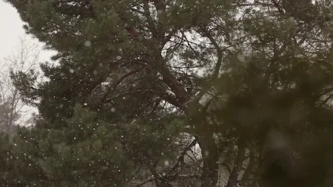 Snow falling in slow motion, flakes swirling and drifting against a backdrop of Stock Footage 83787376