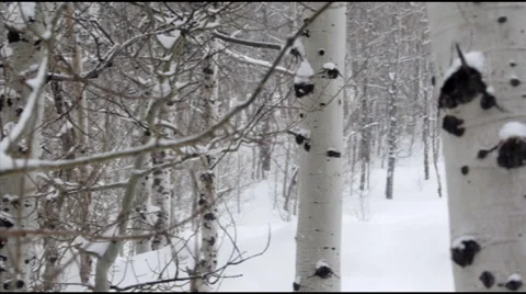 Snow Falling in Slow Motion Stock Footage 44346935