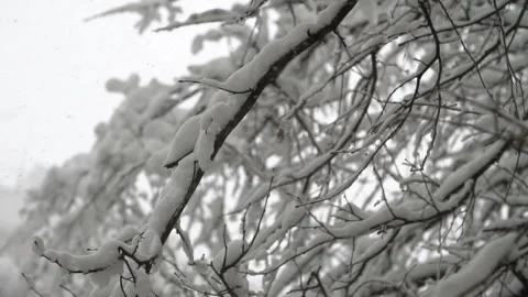 Snow falling in slow motion Stock Footage 97147017