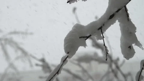 Snow falling in slow motion Stock Footage 97147032