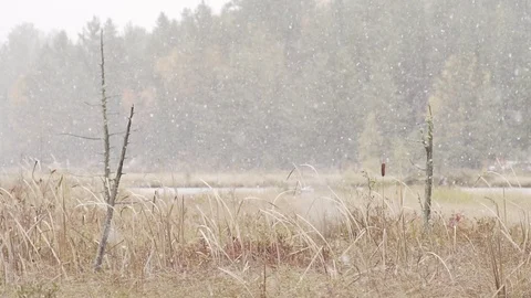 Snow falling in slow motion Stock Footage 100137846