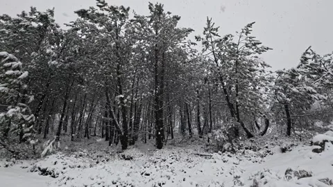 Snow falling in slow motion Stock Footage 328596736