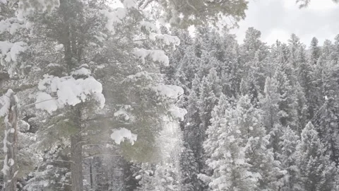 Snow falling in slow motion in forest Stock-Footage 310535217
