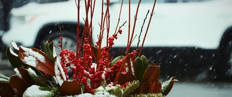 Snow falling in Slow Motion in Front of a Red plant Stock Footage 121492029