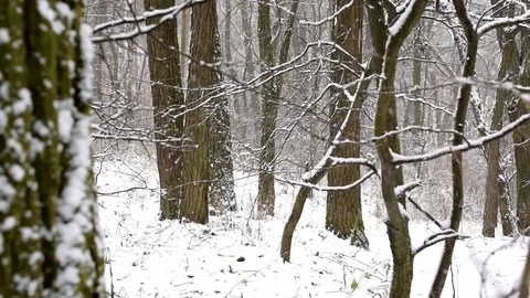 Snow falling in slow motion in leafless deciduous forest Stock Footage 82965955