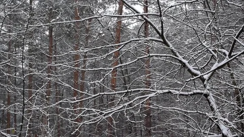 Snow falling in slow motion in mixed forest Stock Footage 82965970