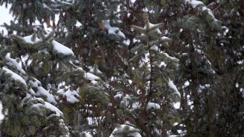 Snow falling in slow motion on a Pine tree Stock Footage 125412007