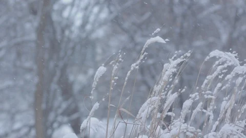 Snow falling in slow motion with snow covered grasses in the foreground. Stock Footage 86570228