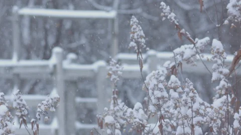 Snow falling in slow motion with snow covered flowers in the foreground. Stock Footage 86570246