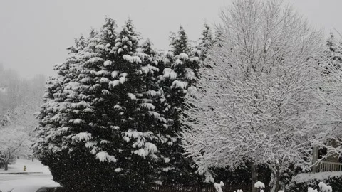 Snow falling in slow motion tree covered trees Stock Footage 151061350