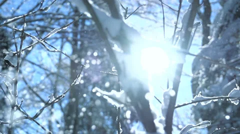 Snow falling in slow motion. trees woods forest Stock Footage 34527499