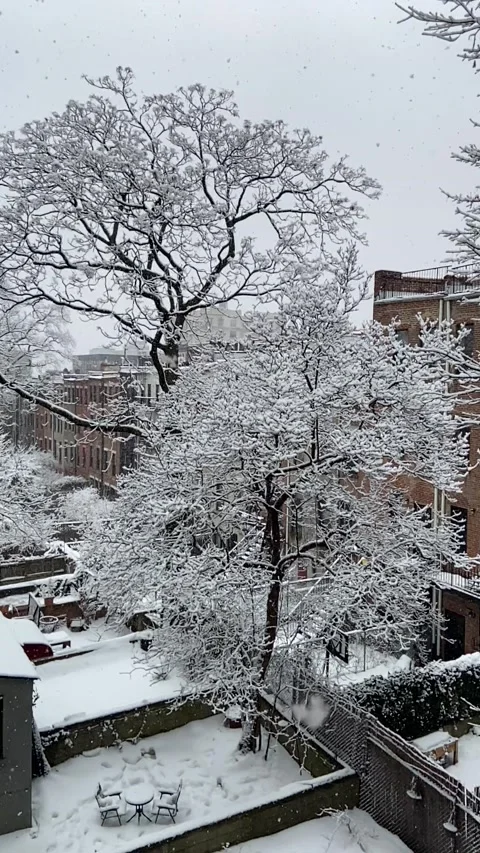 Snow falling in slow motion on trees in New York City backyards Stock Footage 221369523