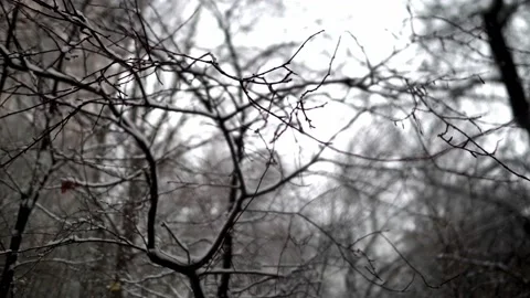 Snow is falling slowly on the branches Stock Footage 169624932