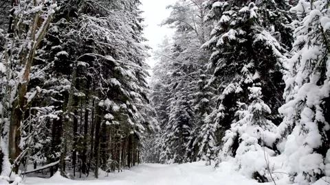 Snow is falling slowly. Video stock 147670378