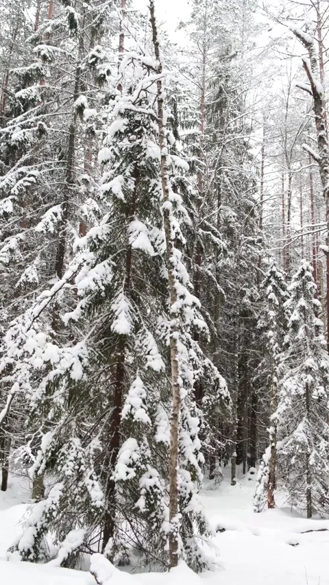 Snow is falling slowly. Video stock 147670562