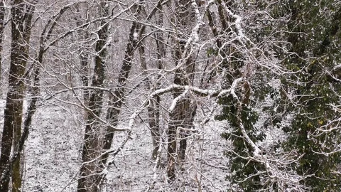 Snow is falling slowly in the forest Stock Footage 125877150