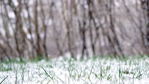Snow falling slowly onto fresh green grass in a lawn in backyard Stock Footage 125521555