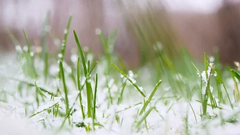 Snow falling slowly onto fresh green grass in a lawn in backyard Stock Footage 125522208