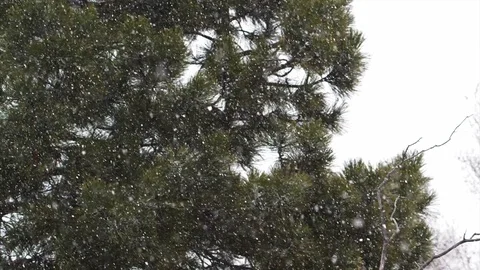 Snow Falling Slowly in Front of Green Pine Tree in Colorado Video stock 106389878