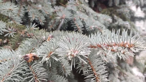 Snow falling slowly on pine tree blue fir close-up Vídeos de archivo 146668534