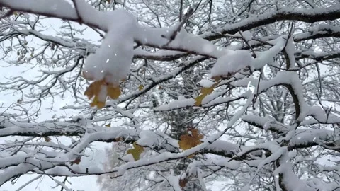 Snow Falling on Snow-Covered Branches Winter Forest Atmosphere Calm Nature Scene Stock Footage 330278392