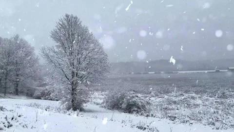 Snow Falling on Snow-Covered Branches Winter Forest Atmosphere Calm Nature Scene 스톡 동영상 330278408