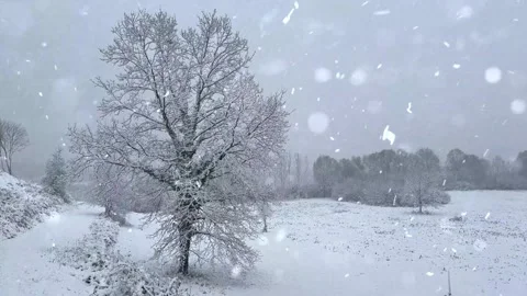 Snow Falling on Snow-Covered Branches Winter Forest Atmosphere Calm Nature Scene Stock Footage 330278417