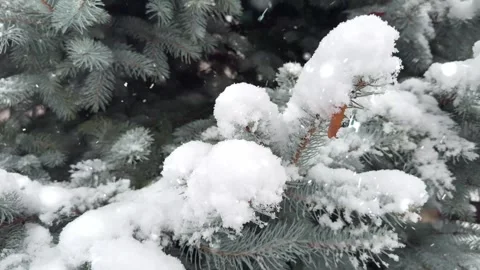 Snow Falling on Snow-Covered Branches Winter Forest Atmosphere Calm Nature Scene Stock Footage 330278420